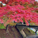 烏帽子山公園の紅葉