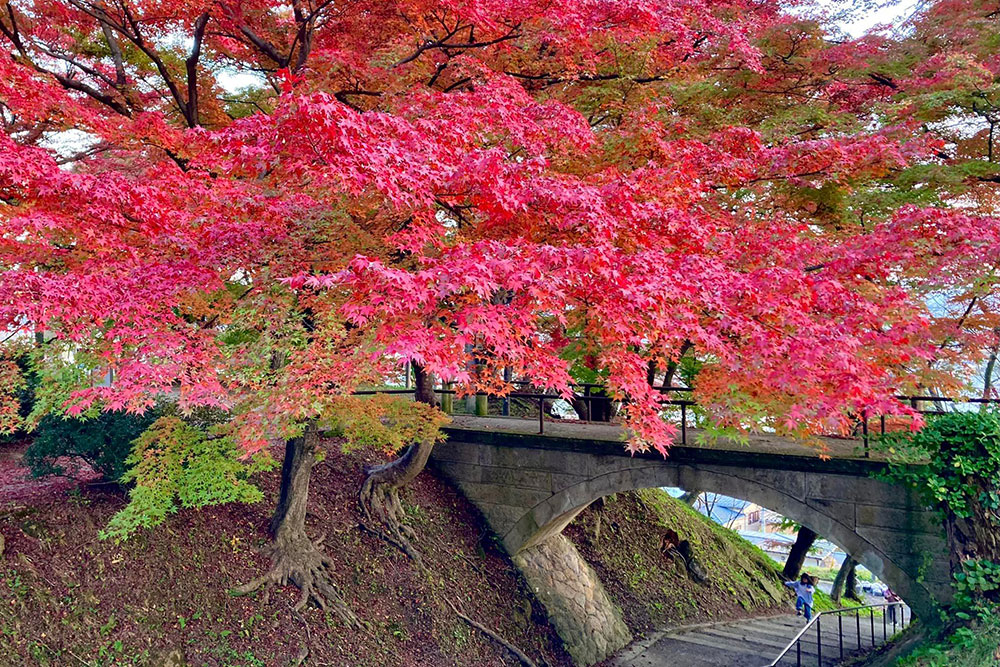 烏帽子山公園の紅葉
