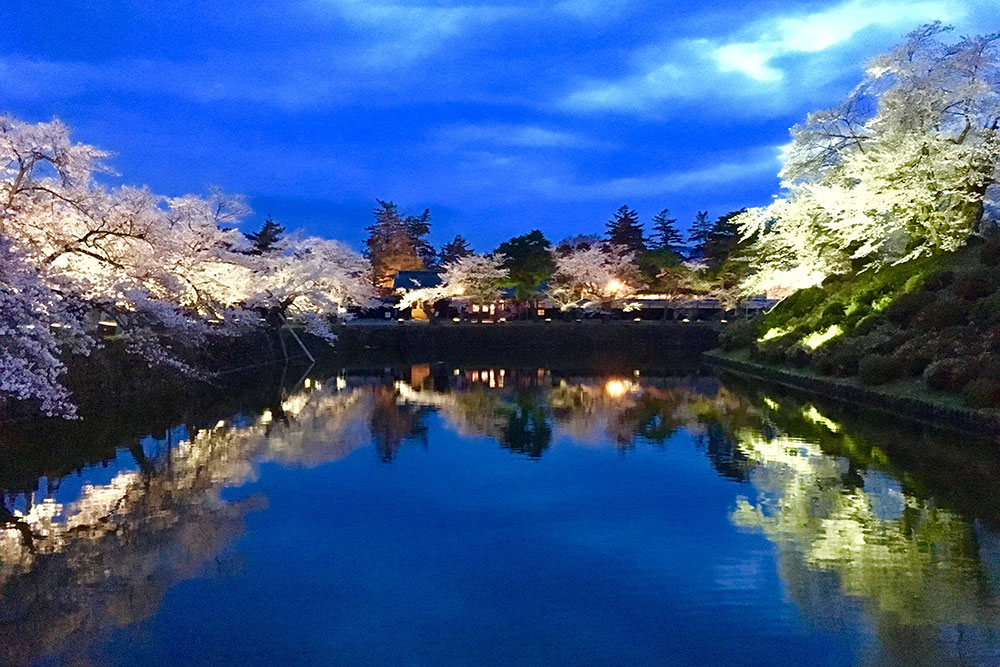 上杉神社のお堀の桜景色