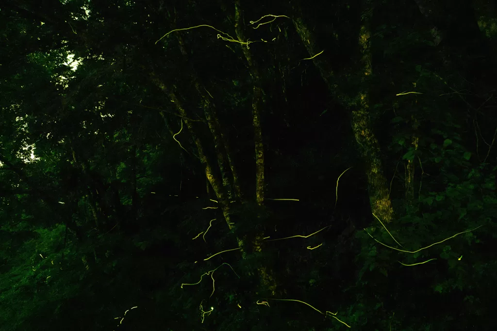 小野川町ほたる公園