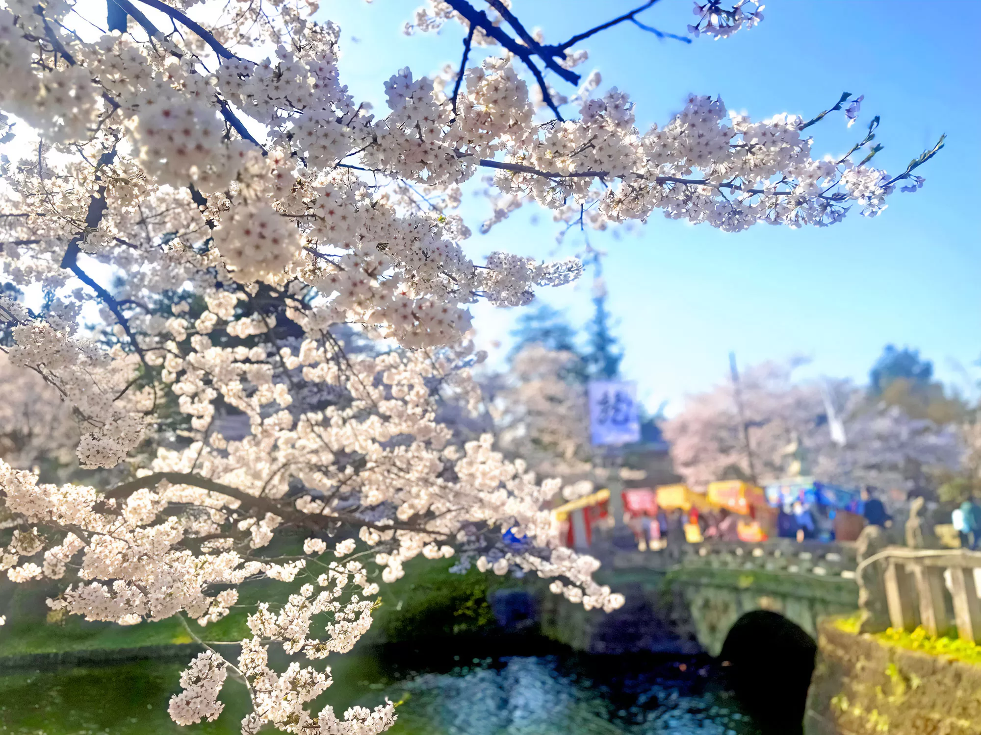 上杉神社の桜